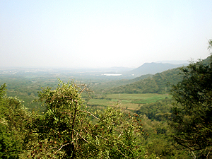 Lush Green trees and bushes on the  road side