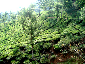 You can see the Lush Green Tea leafs are fresh and  ready to pluck.