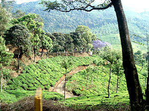 You can see a small road passing through the tea gardens to the tea factory.