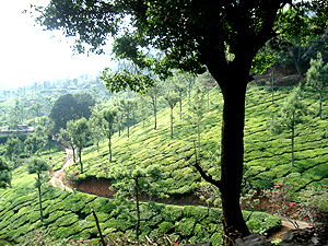 Tea Garden with Silverhook trees