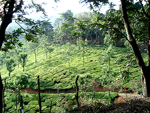 Tea Garden with Silverhook trees