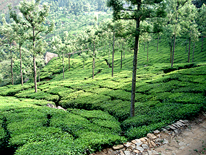 You can see a well maintained tea garden looking very beautyful.