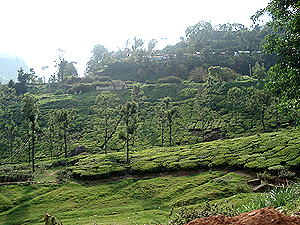 View of tea Gardens from Katery Station