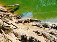 Crocodile Farm